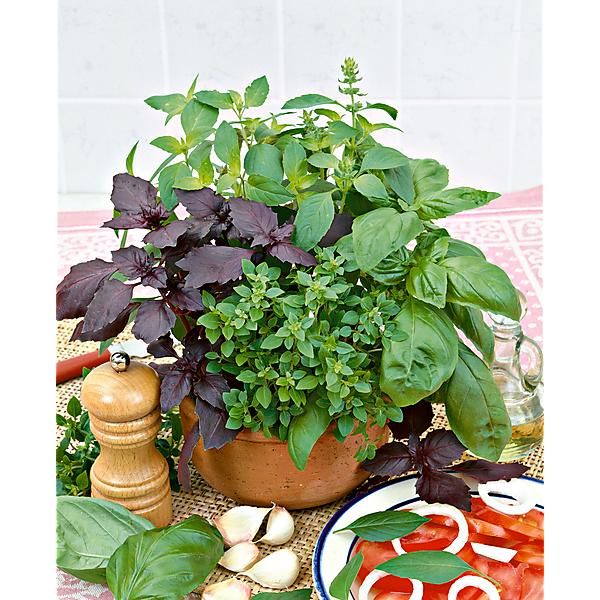 BASILIC en MÉLANGE