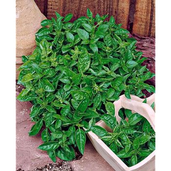 BASILIC BRITISH TZ 6098