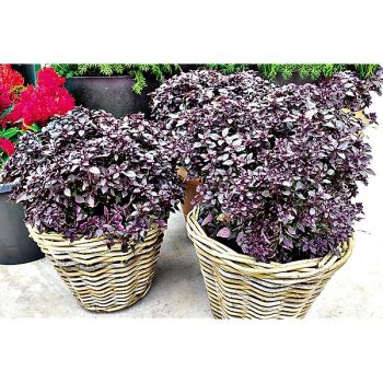 BASILIC PURPLE BALL 2