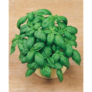 BASILIC GRAND VERT ITALIKO