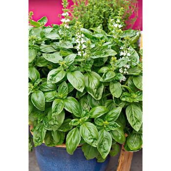 BASILIC GRAND VERT Bio 2