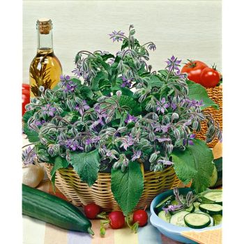 BOURRACHE BLEUE (borago officinalis) 2