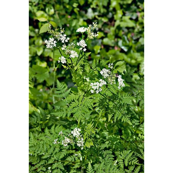 CERFEUIL MUSQUÉ (myrrhis odorata)
