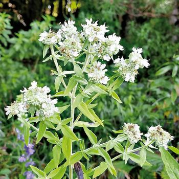 MENTHE des MONTAGNES (pycnanthemum pilosum)