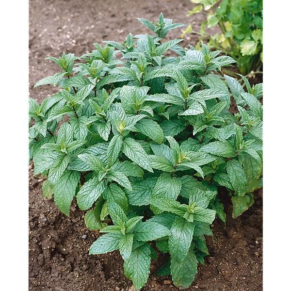 MENTHE CRÉPUE (m. spicata var. crispata)