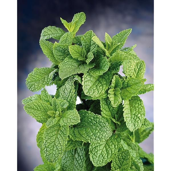 MENTHE POIVRÉE (m. piperita)