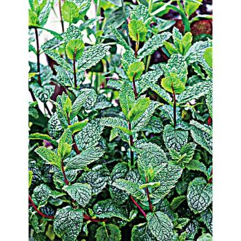 MENTHE VERTE ou CRÉPUE (m. spicata)
