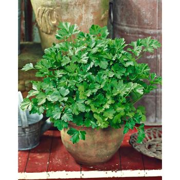 PERSIL GÉANT d'ITALIE (gigante d'Italia) Bio