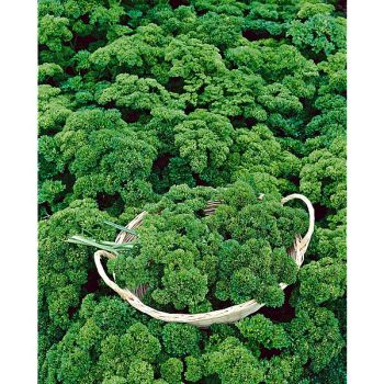 PERSIL FRISÉ VERT FONCÉ