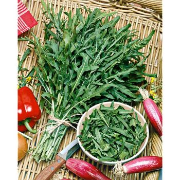 ROQUETTE SAUVAGE sélection seledor 2