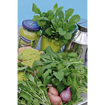 ROQUETTE sauvage WASABI