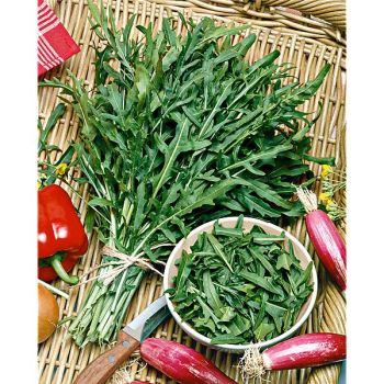 ROQUETTE sauvage F1 PRUDENZIA