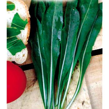 ROQUETTE sauvage OLIVETTA