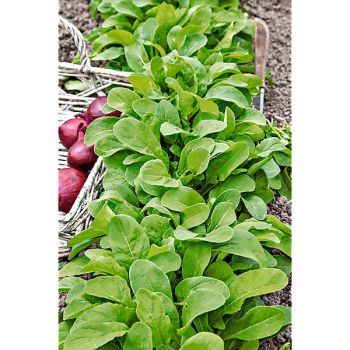 ROQUETTE APOLLO (eruca sativa)