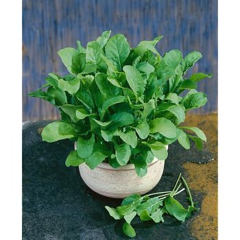 ROQUETTE APOLLO (eruca sativa) 2