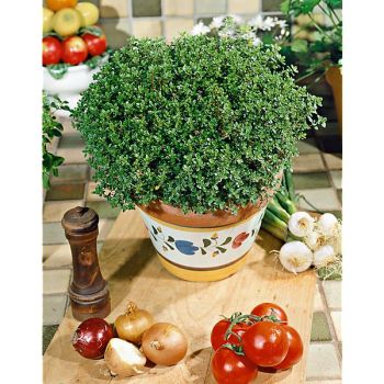 THYM x citriodorus FRAGRANTISSIMUS