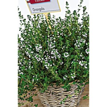 THYM ORANGELO (thymus fragrantissimus)