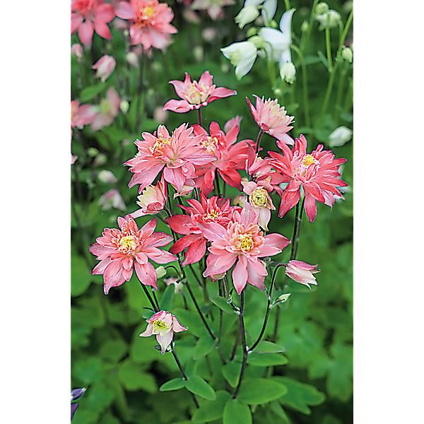 ANCOLIE CLEMENTINE SALMON ROSE