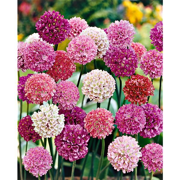 ARMERIA ps. ORNAMENT ou gazon d’Espagne