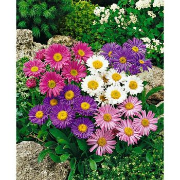 ASTER alpinus BEAUTY MIX