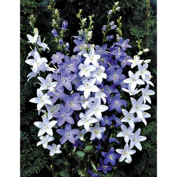 CAMPANULE PYRAMIDALIS MIX 2