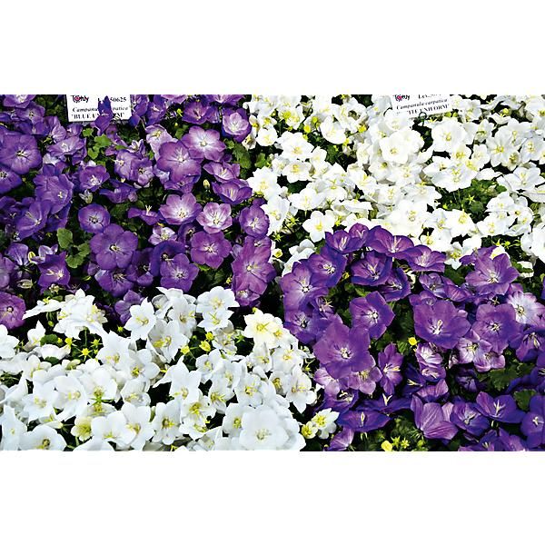 CAMPANULE des CARPATES MIX
