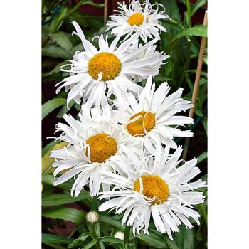 MARGUERITE BLANCHE CRAZY DAISY