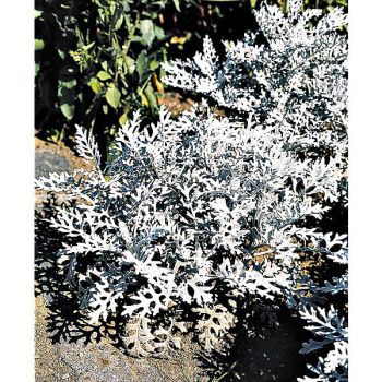 CINÉRAIRE maritime SILVERDUST 2