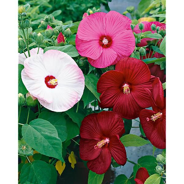 HIBISCUS MOSCHEUTOS dit hibiscus des marais GALAXY