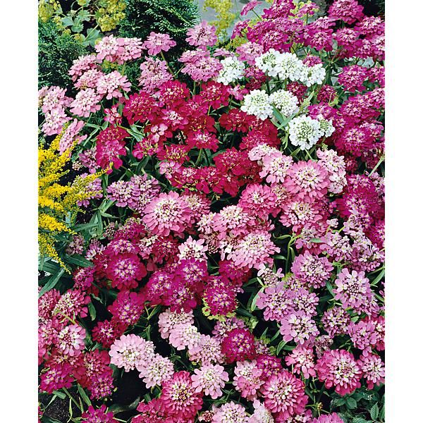 IBÉRIS umbellata FLASH MIX