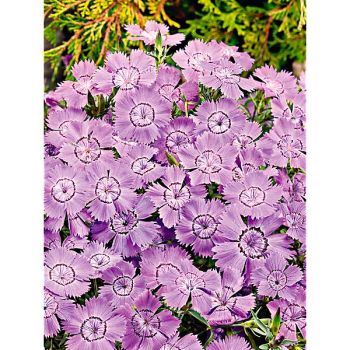 ŒILLET amurensis SIBERIAN BLUES