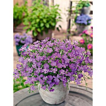 ŒILLET amurensis SIBERIAN BLUES 2