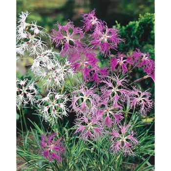 ŒILLET superbus SPOOKY MIX