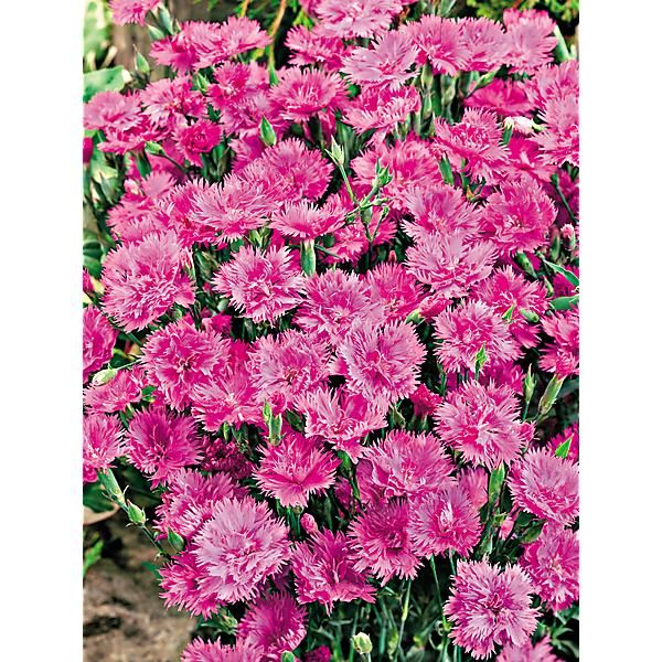 ŒILLET F1 ELEGANCE PINK