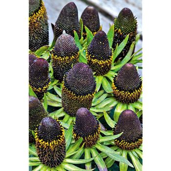 RUDBECKIA ocid. GREEN WIZARD