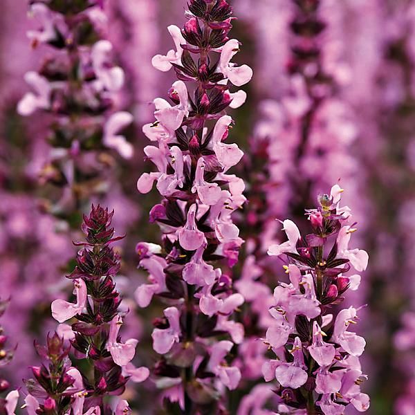 SAUGE nemerosa NEW DIMENSION ROSE