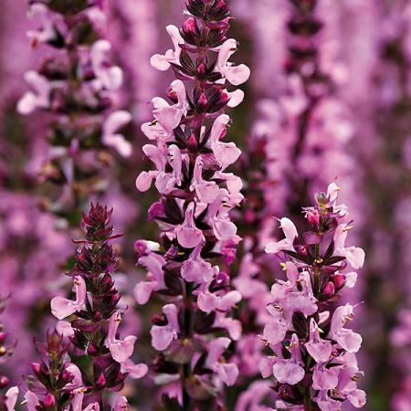 SAUGE nemerosa NEW DIMENSION ROSE