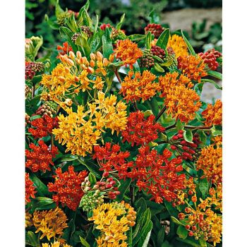 ASCLEPIAS tuberosa ORANGE SHADES