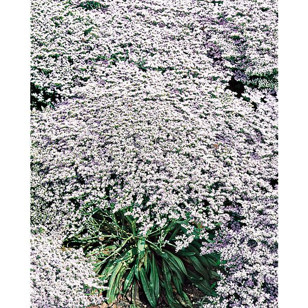LIMONIUM TARTARICUM