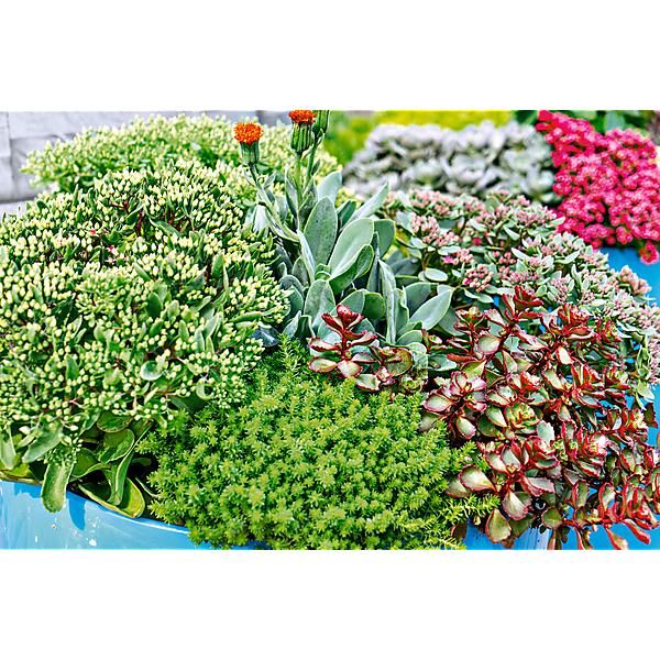 SEDUM en MÉLANGE d'espèces naines