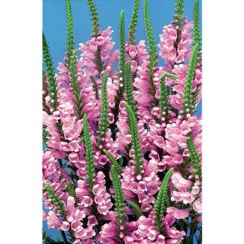 PHYSOSTEGIA virginiaca PINK