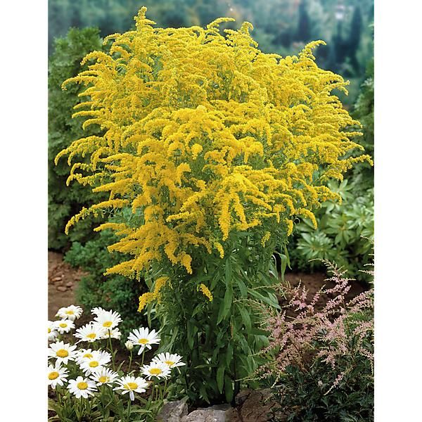 SOLIDAGO canadensis YELLOW SPRING