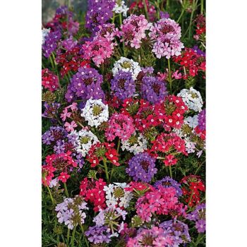 VERVEINE tenuisecta DESERT JEWELS