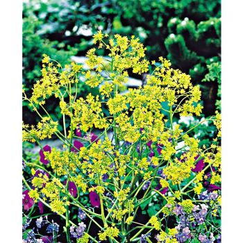 PASTEL des TEINTURIERS (isatis tinctoria)