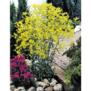 PASTEL des TEINTURIERS (isatis tinctoria) 2