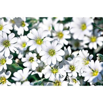 CERASTIUM TOMENTOSUM dit OREILLE de SOURIS ou CORBEILLE...