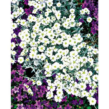 CERASTIUM TOMENTOSUM dit OREILLE de SOURIS ou CORBEILLE... 2