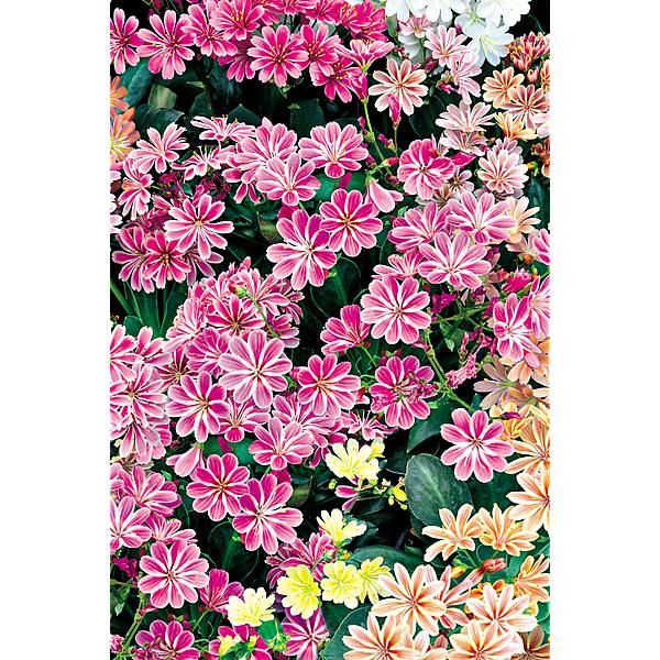LEWISIA cot. ELISE MIX