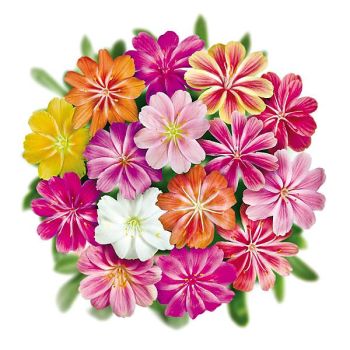 LEWISIA cot. ELISE MIX 2