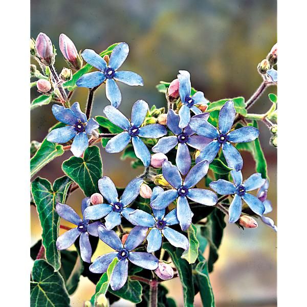 TWEEDIA SKY BLUE (oxypetalum caeruleum)